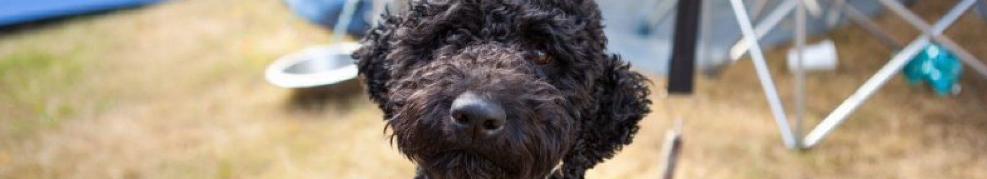 Op vakantie in België met hond